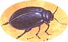 Healthy Gardens and Low-Maintenance Pest Control Image